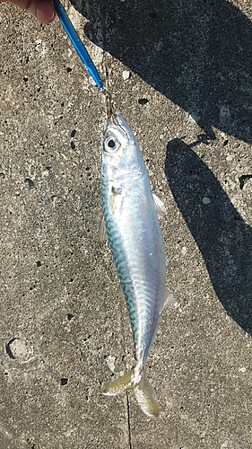 サバの釣果