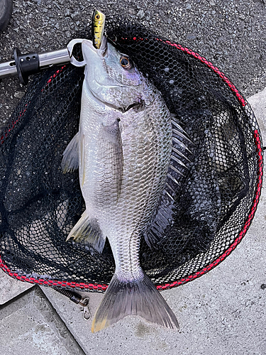 キビレの釣果