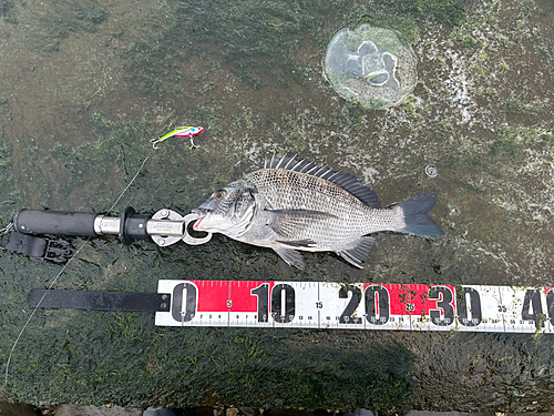 チヌの釣果