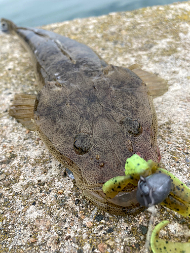 マゴチの釣果