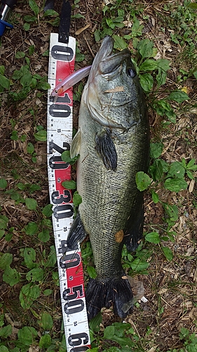 ブラックバスの釣果