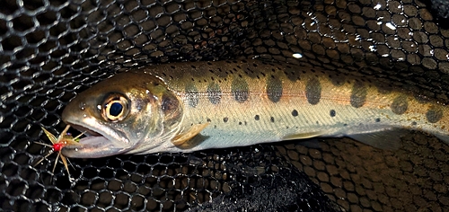 ヤマメの釣果