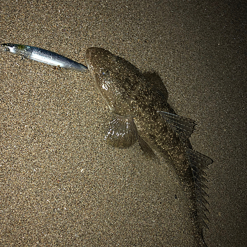 マゴチの釣果