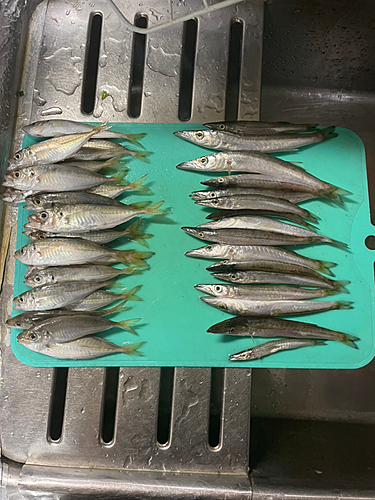 アジの釣果