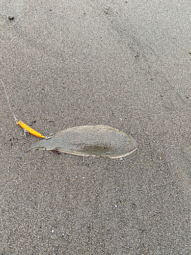 シタビラメの釣果