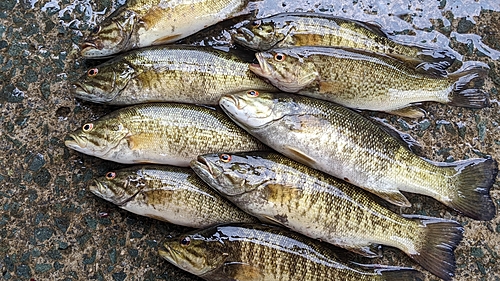 スモールマウスバスの釣果