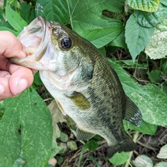 ラージマウスバスの釣果