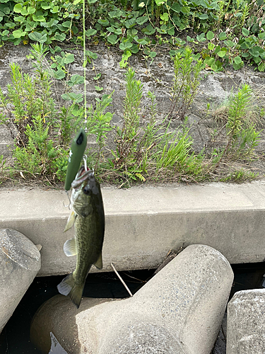 ラージマウスバスの釣果