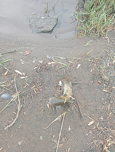 アメリカナマズの釣果