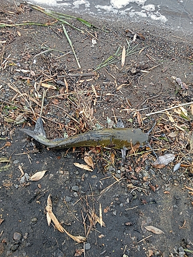 アメリカナマズの釣果