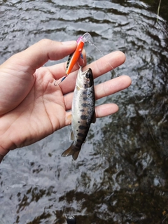 ヤマメの釣果