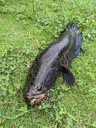 ライギョの釣果