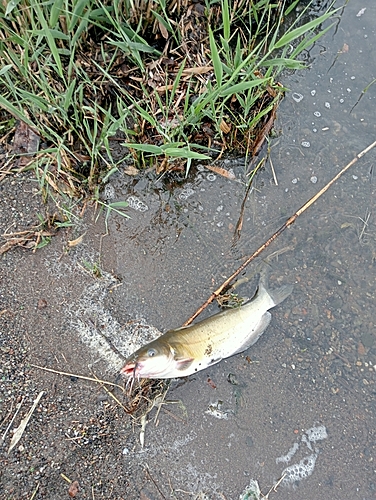 アメリカナマズの釣果