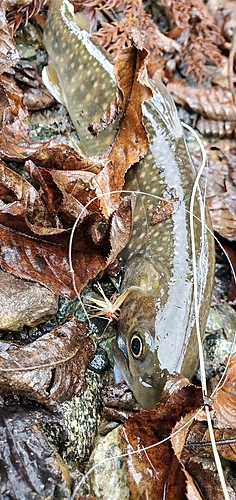 イワナの釣果