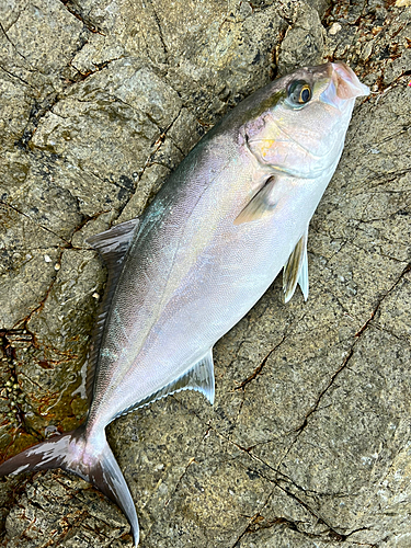 ネリゴの釣果