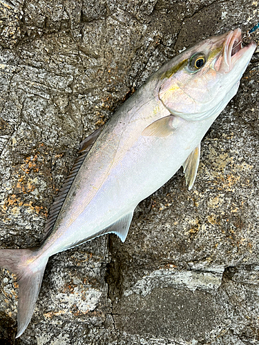 ネリゴの釣果