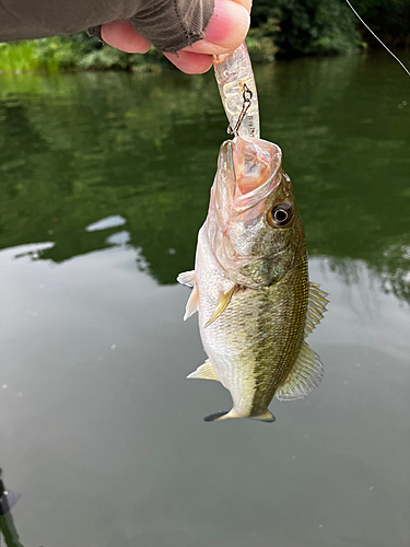 ラージマウスバスの釣果