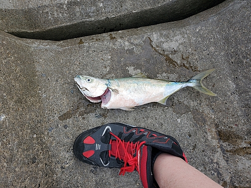 イナダの釣果