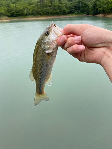 ラージマウスバスの釣果