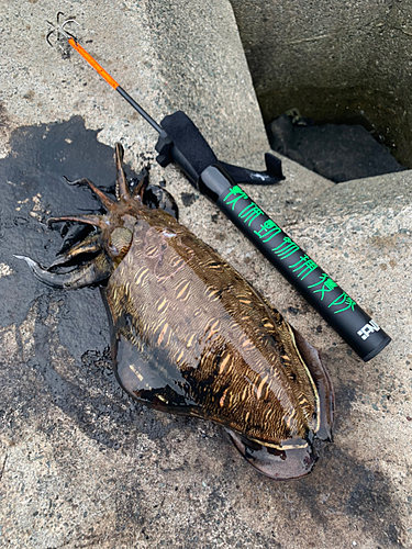 コウイカの釣果