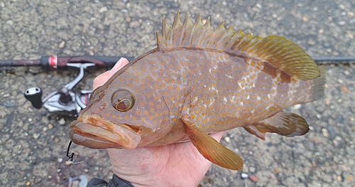 キジハタの釣果