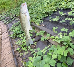 ラージマウスバスの釣果