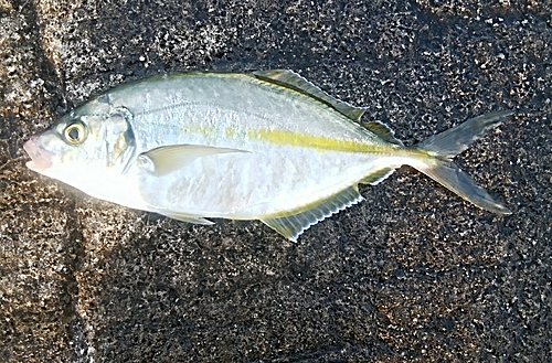 シマアジの釣果