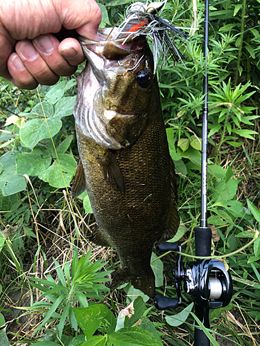 スモールマウスバスの釣果