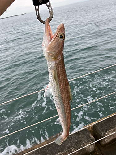 エソの釣果