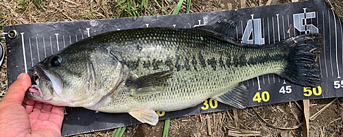 ラージマウスバスの釣果