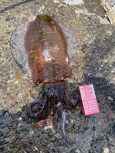 アオリイカの釣果