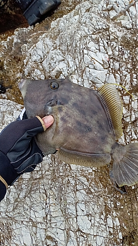 カワハギの釣果