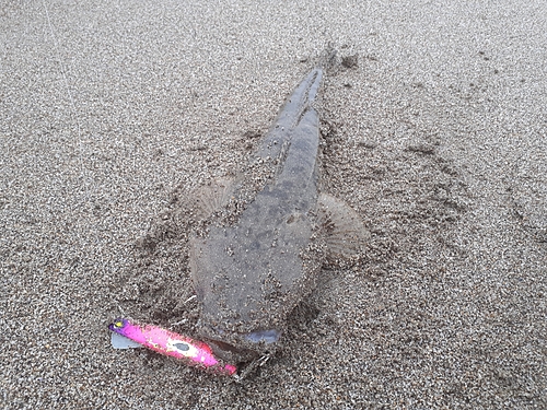 マゴチの釣果