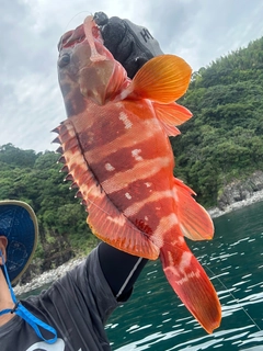 オオモンハタの釣果