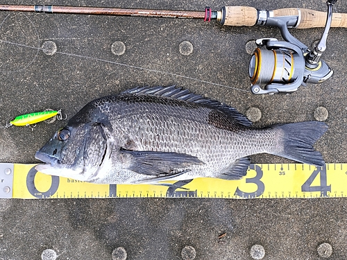 クロダイの釣果