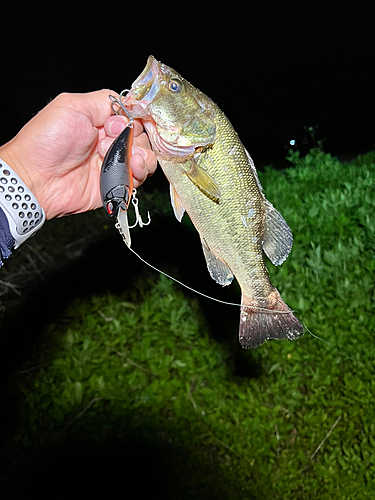 ラージマウスバスの釣果