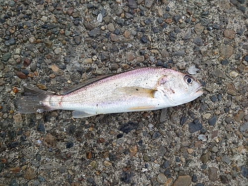 イシモチの釣果