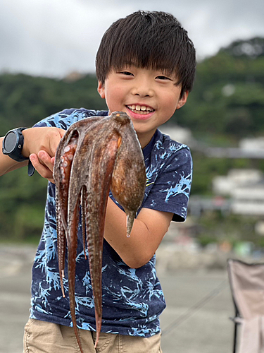 タコの釣果