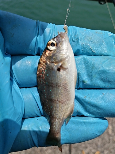 タイの釣果