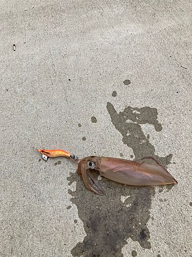 イカの釣果