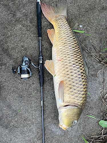 コイの釣果