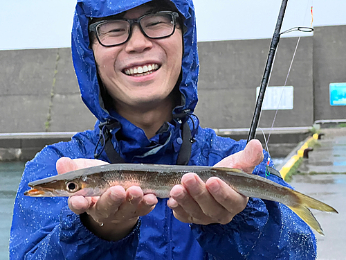 カマスの釣果