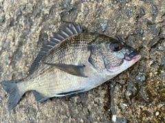 チヌの釣果