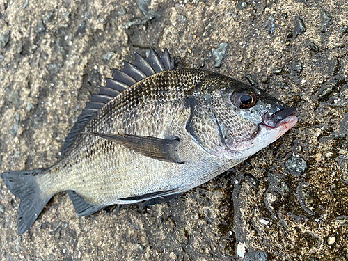 チヌの釣果