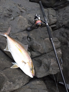 カンパチの釣果