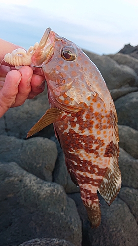 キジハタの釣果