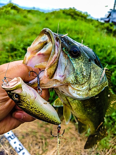 ブラックバスの釣果