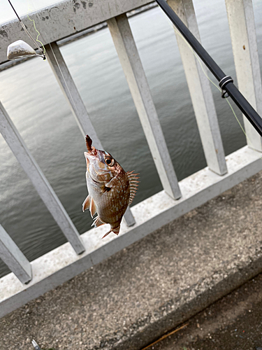 チャリコの釣果