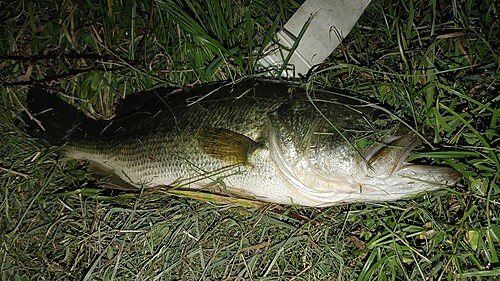 ブラックバスの釣果