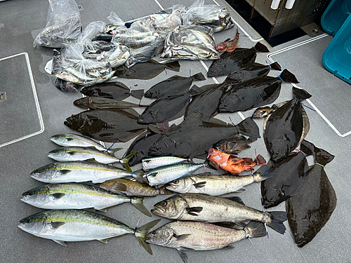 ヒラメの釣果